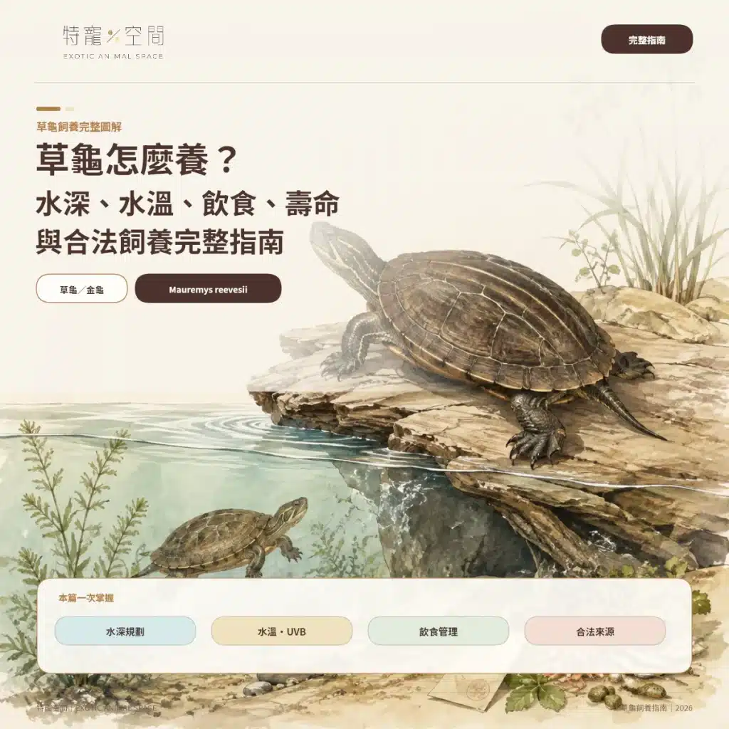 00 GRASS TURTLE CARE GUIDE COVER