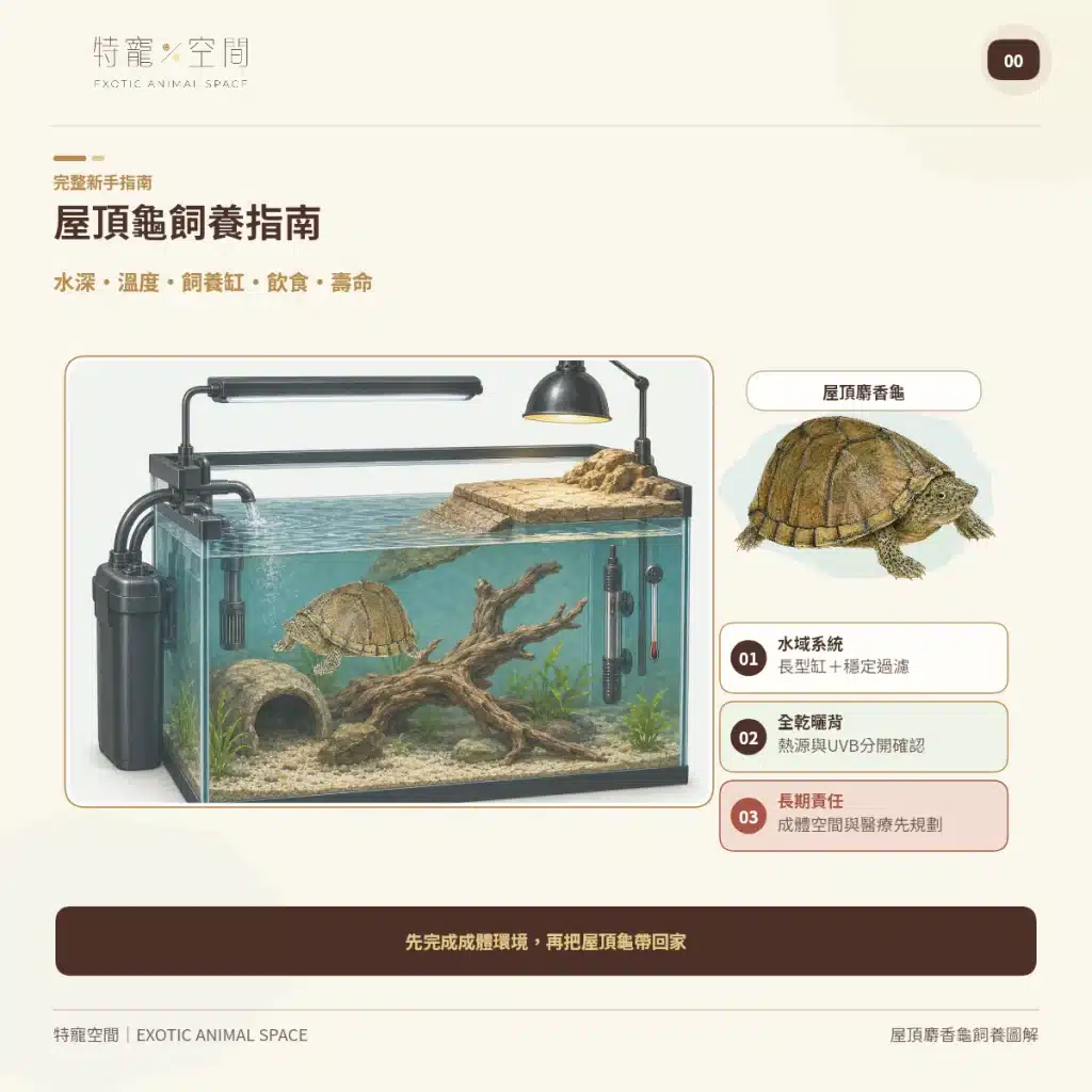 屋頂龜