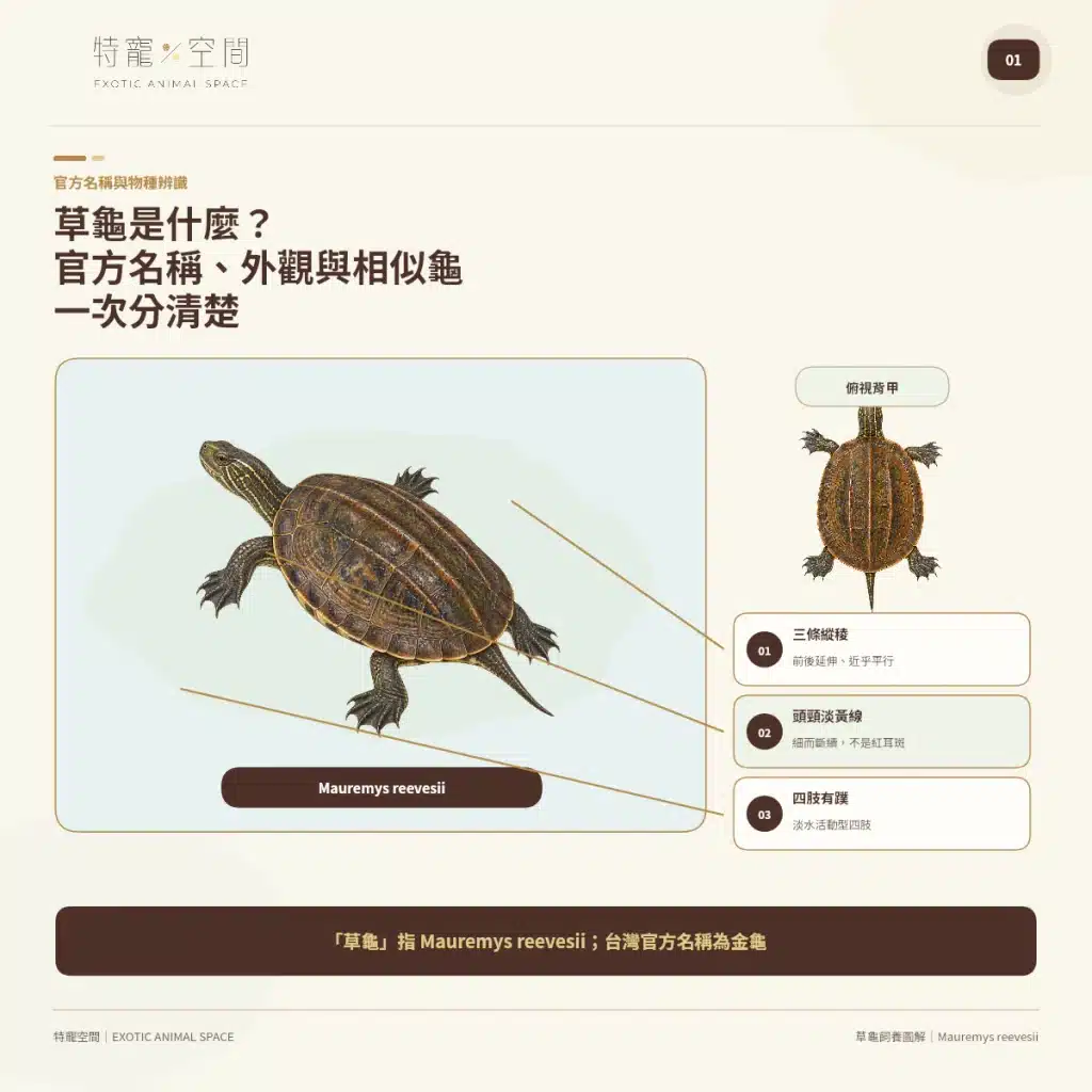 草龜是什麼?