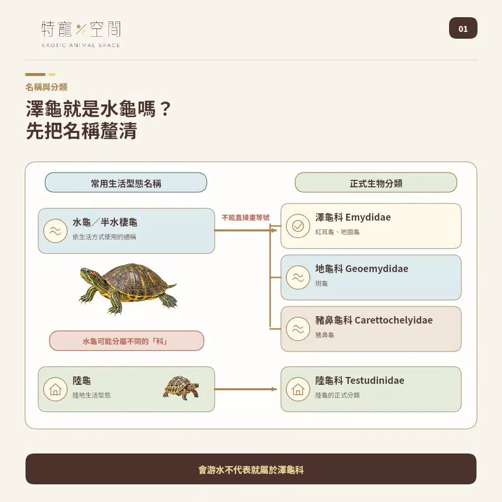 01 POND TURTLE TERMINOLOGY