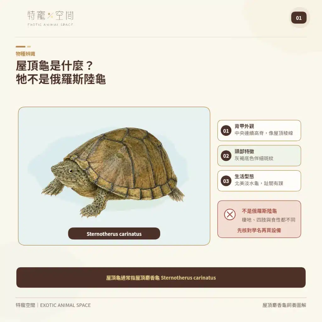 01 RAZORBACK MUSK TURTLE SPECIES IDENTIFICATION