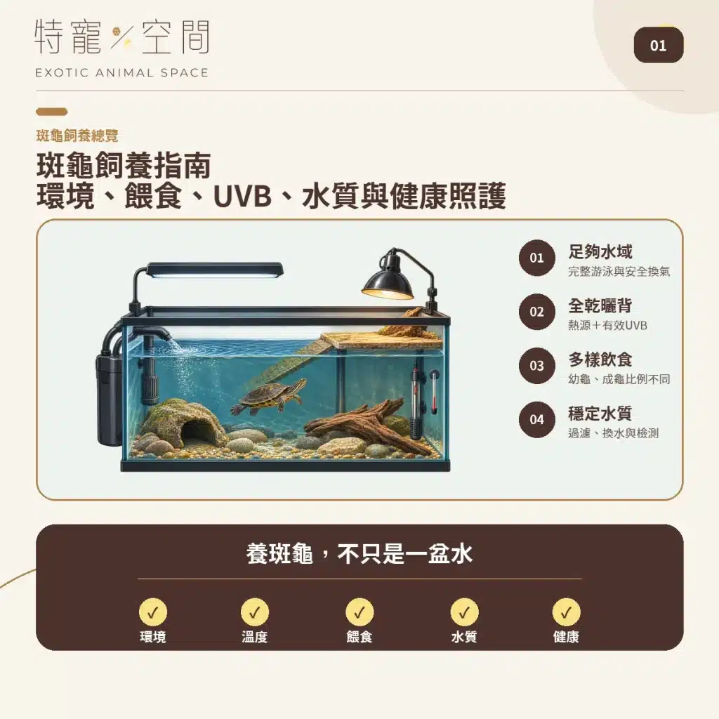 斑龜飼養不是「一盆水」就能解決!水溫、UVB、餵食與水質完整指南 斑龜飼養