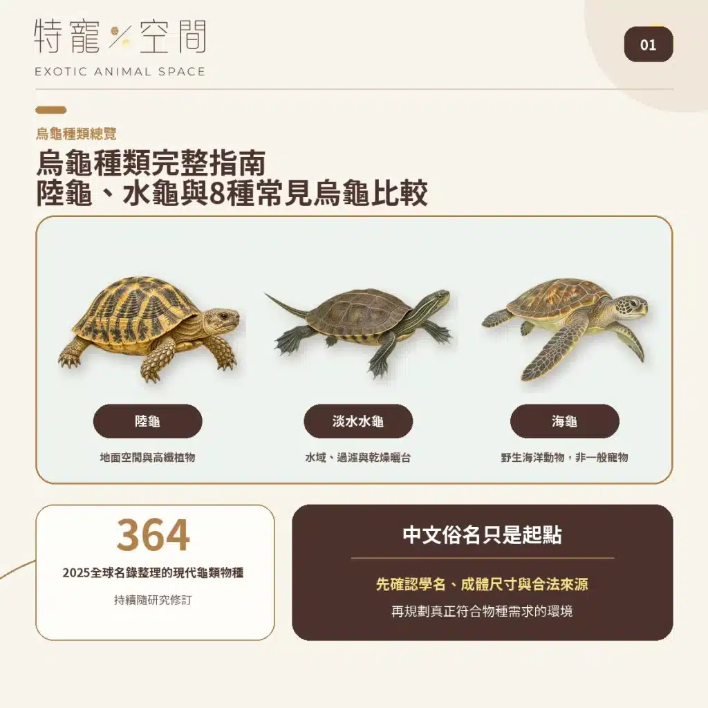 烏龜種類不只水龜、陸龜!全球名錄收錄364種,8種常見龜類一次看 烏龜種類