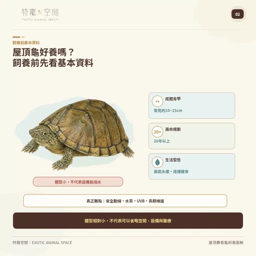 02 RAZORBACK MUSK TURTLE BASIC FACTS