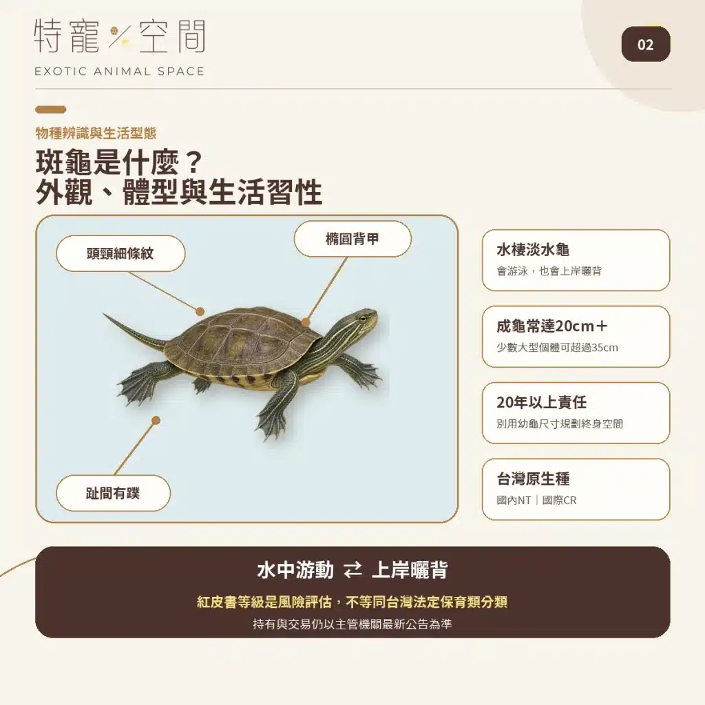 02 SPOTTED TURTLE SPECIES PROFILE