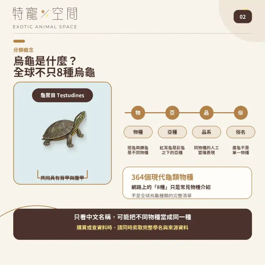 02 WHAT ARE TURTLES