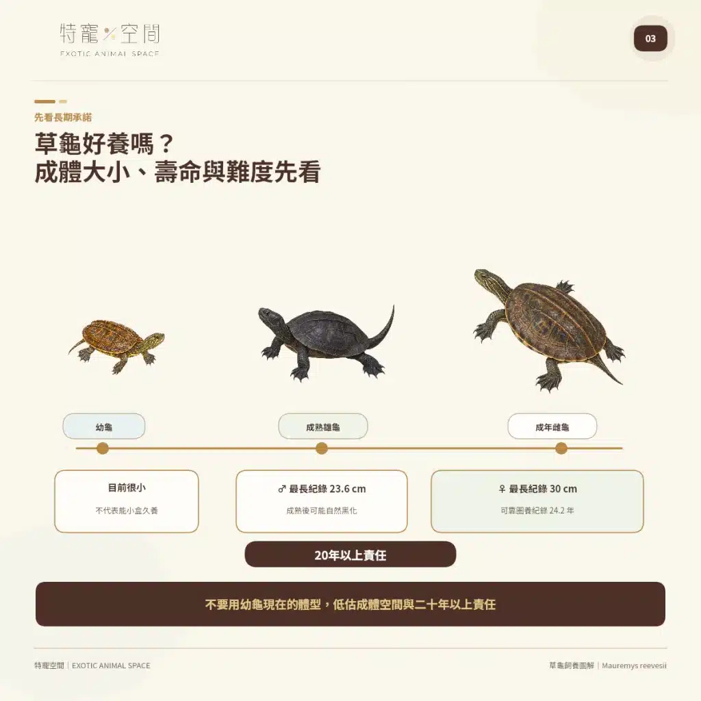 03 GRASS TURTLE SIZE LIFESPAN DIFFICULTY