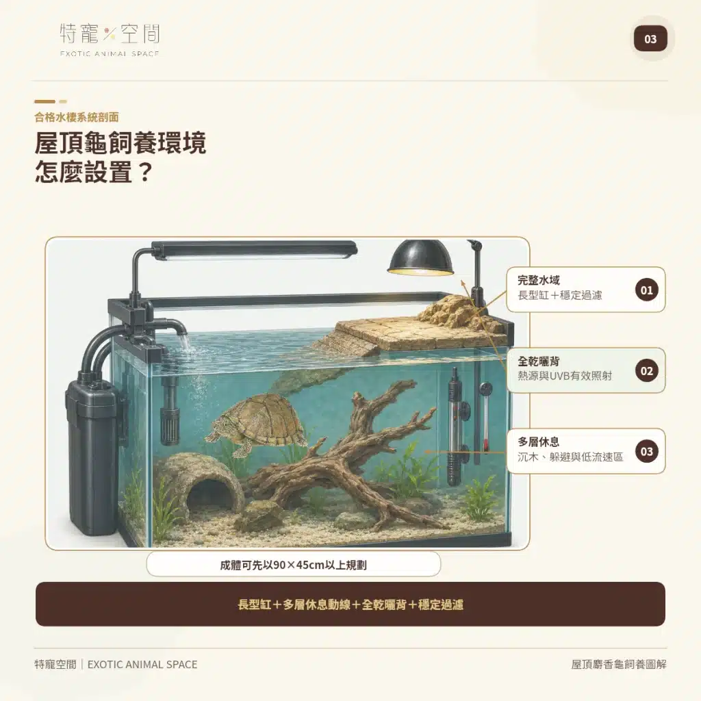 03 RAZORBACK MUSK TURTLE ENCLOSURE SETUP