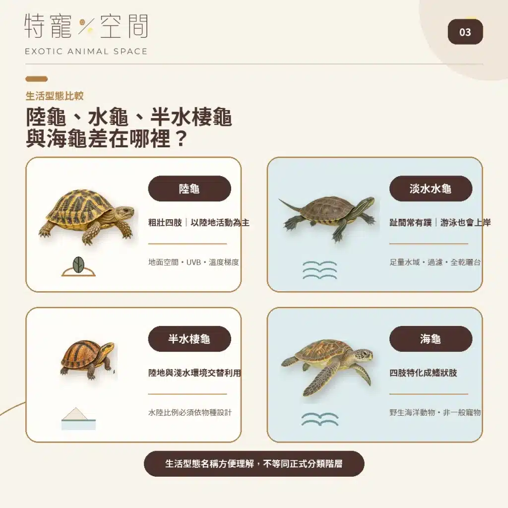 03 TORTOISE AQUATIC SEMI AQUATIC SEA TURTLE