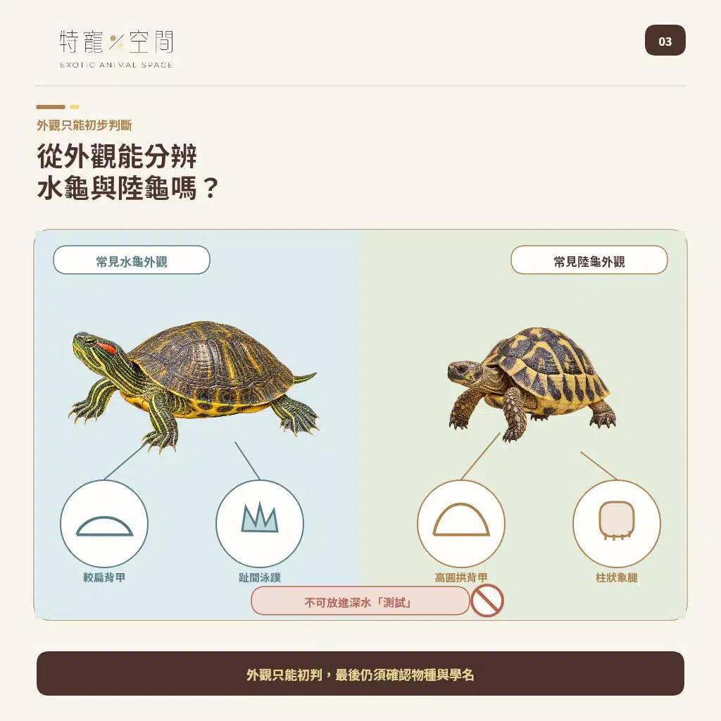 03 WATER TURTLE VS TORTOISE APPEARANCE