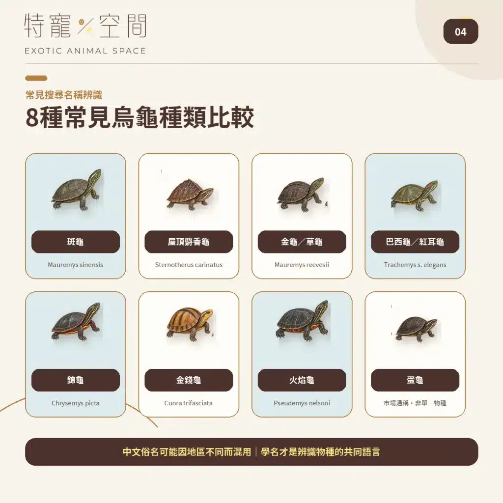 04 EIGHT COMMON TURTLE SPECIES