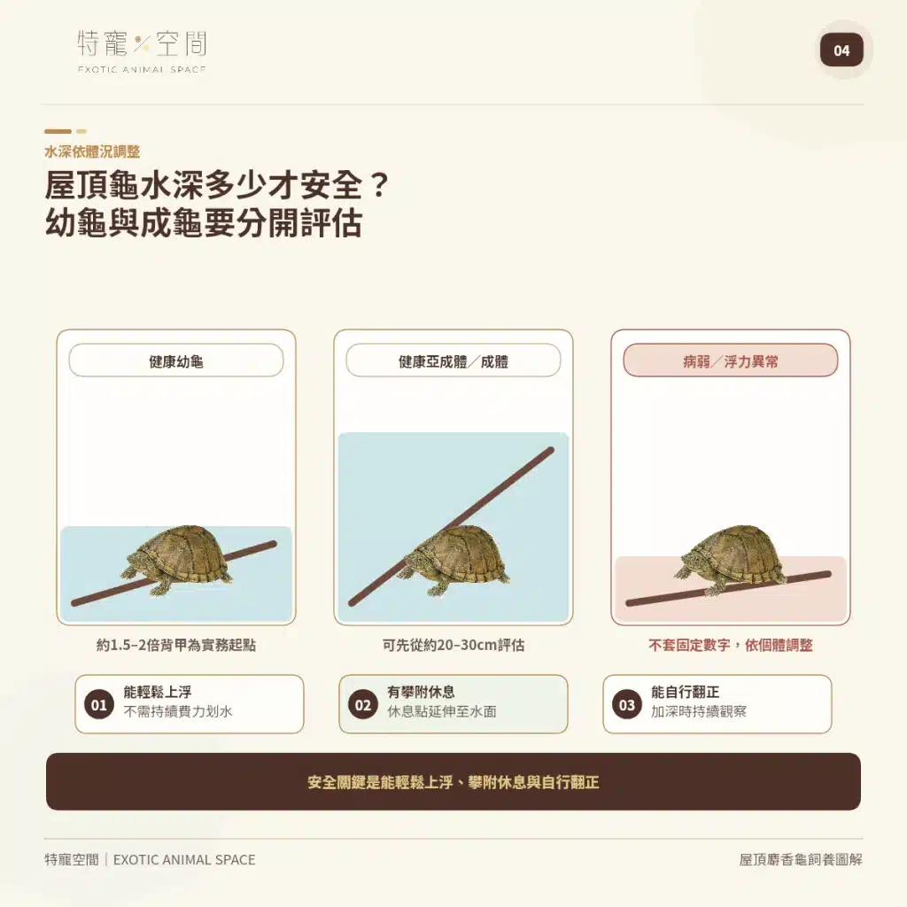 04 RAZORBACK MUSK TURTLE WATER DEPTH