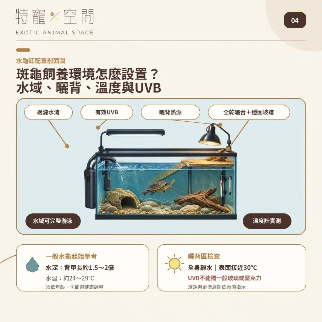 04 SPOTTED TURTLE HABITAT SETUP