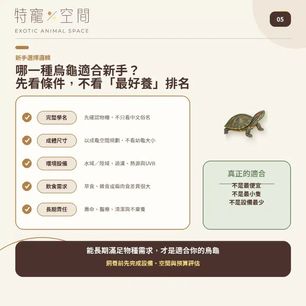05 BEST TURTLE FOR BEGINNERS
