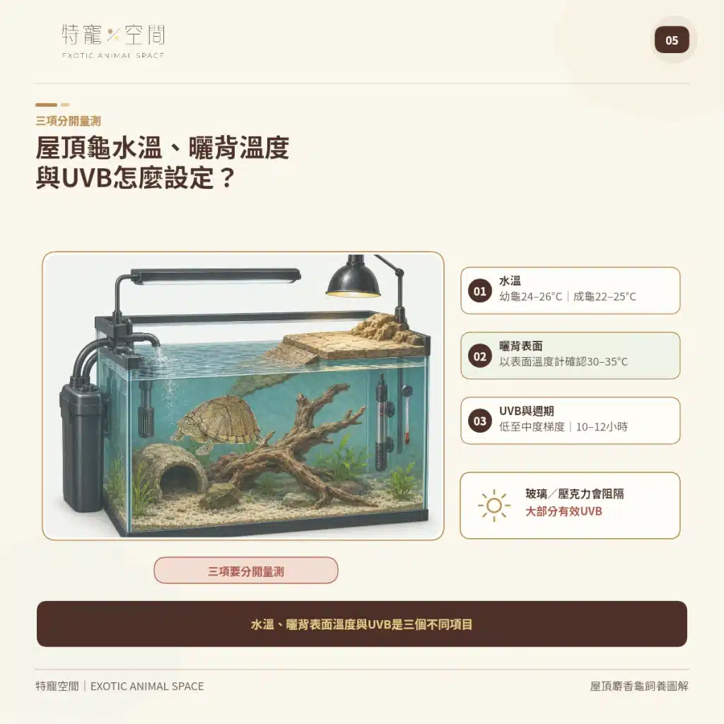 05 RAZORBACK MUSK TURTLE TEMPERATURE UVB