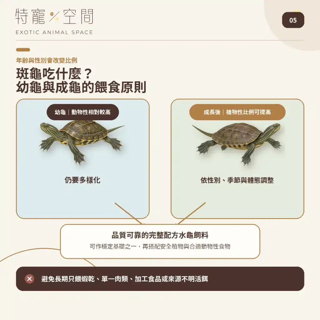 05 SPOTTED TURTLE FEEDING GUIDE
