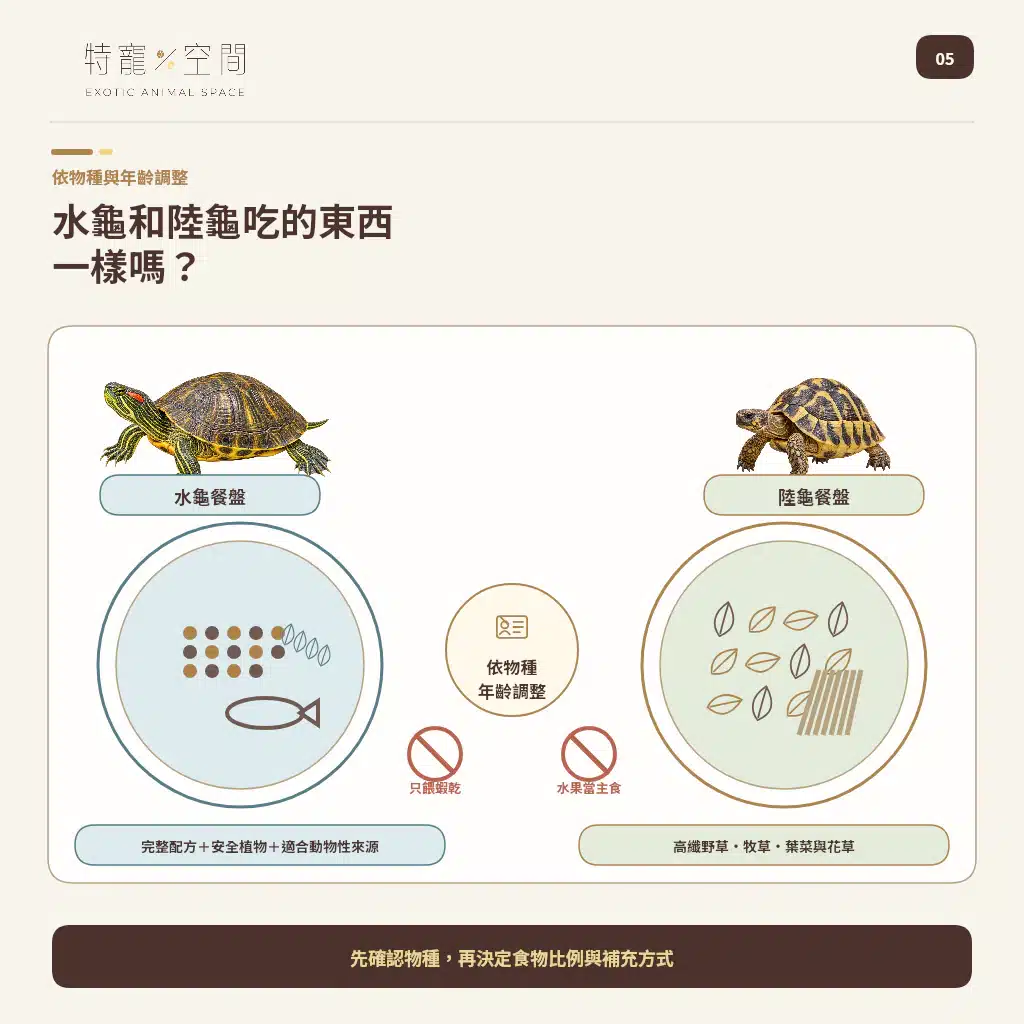 05 WATER TURTLE VS TORTOISE DIET