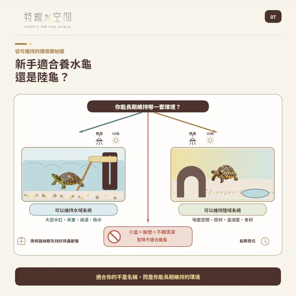07 BEGINNER WATER OR LAND TURTLE