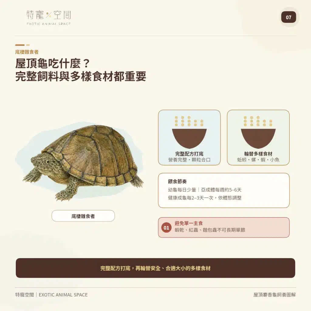 07 RAZORBACK MUSK TURTLE DIET