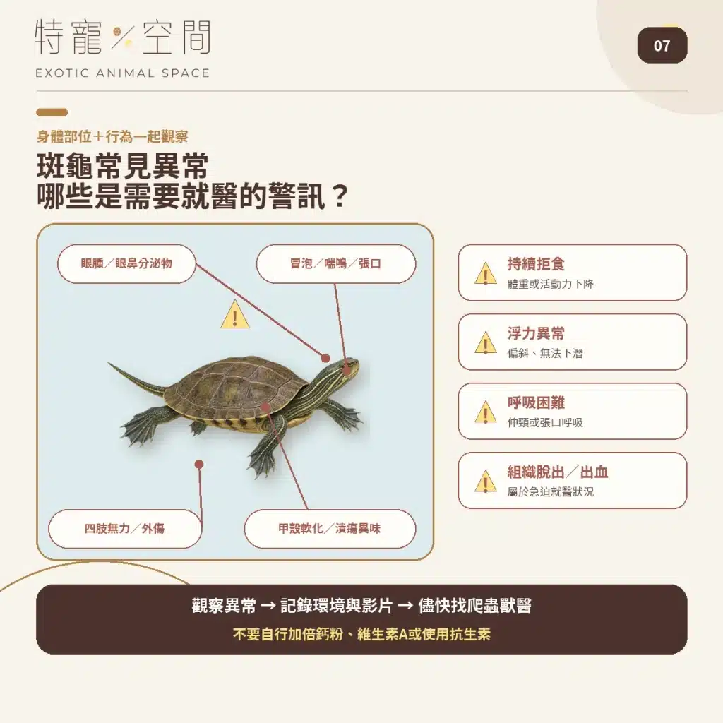 07 SPOTTED TURTLE HEALTH WARNING SIGNS