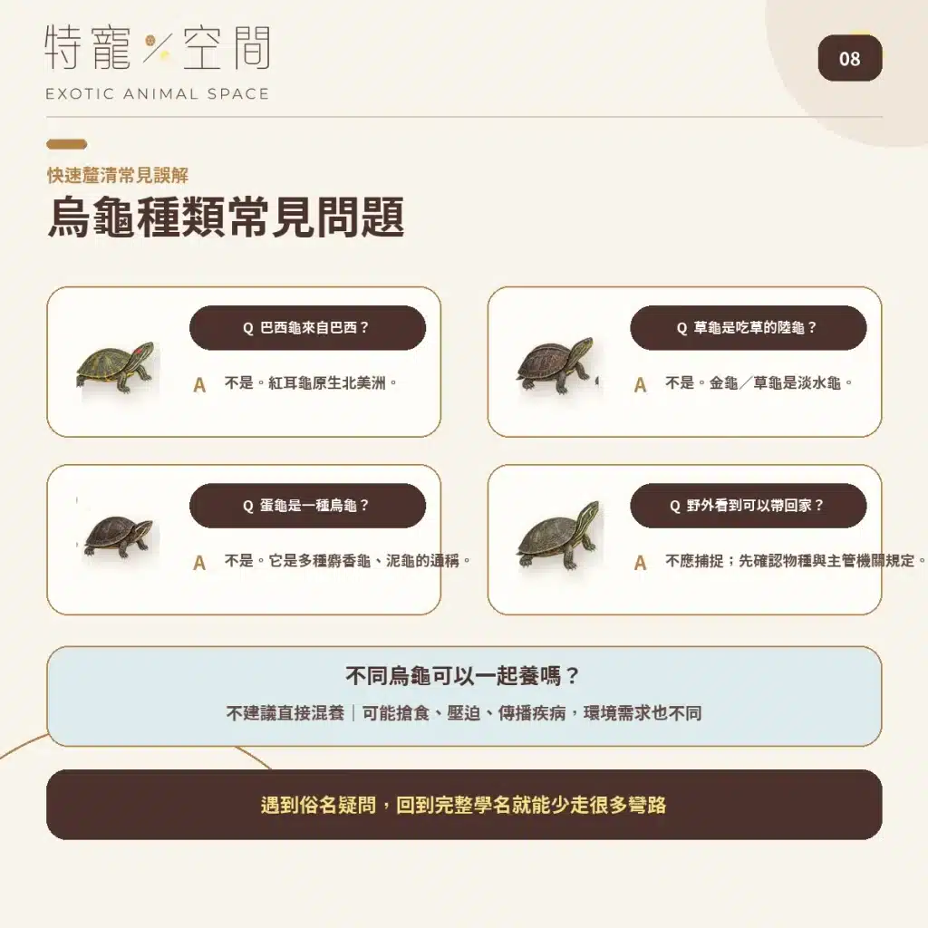 08 TURTLE SPECIES FAQ