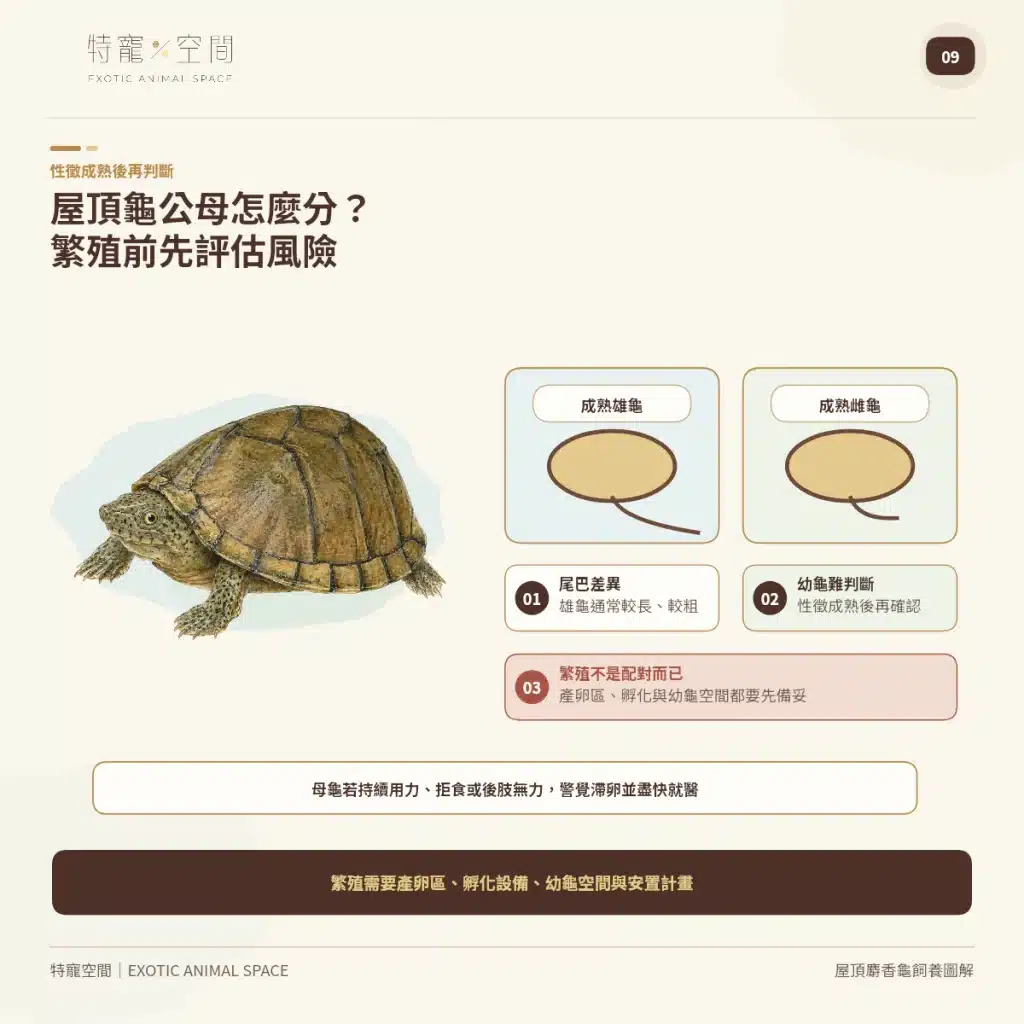 09 RAZORBACK MUSK TURTLE SEX BREEDING