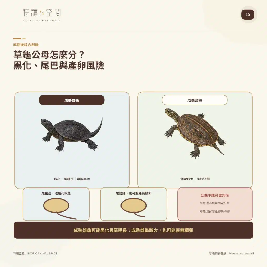 10 GRASS TURTLE SEX MELANISM EGGS