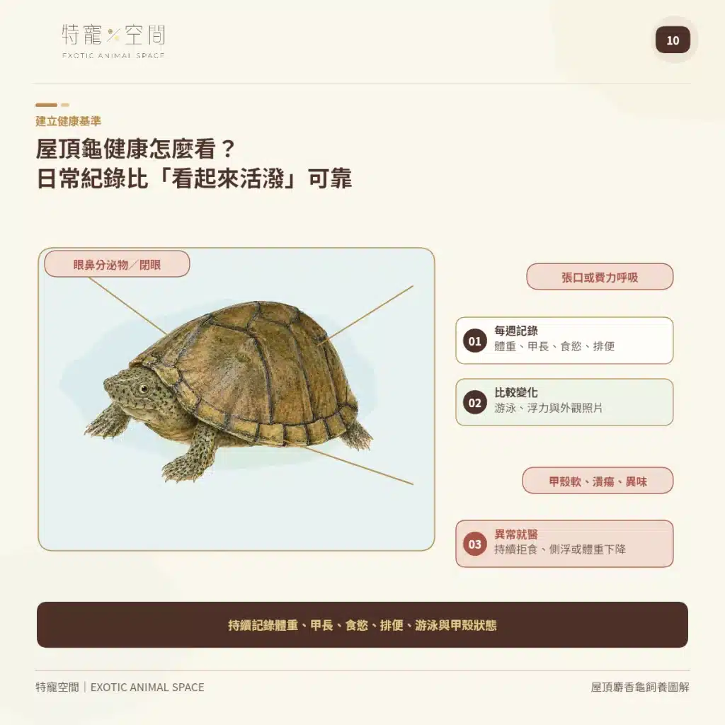 10 RAZORBACK MUSK TURTLE HEALTH RECORDS