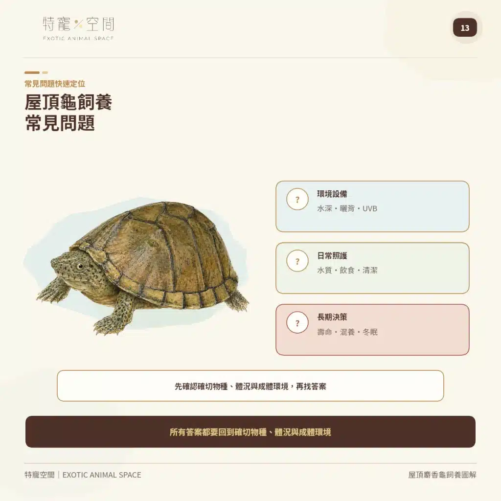 13 RAZORBACK MUSK TURTLE FAQ