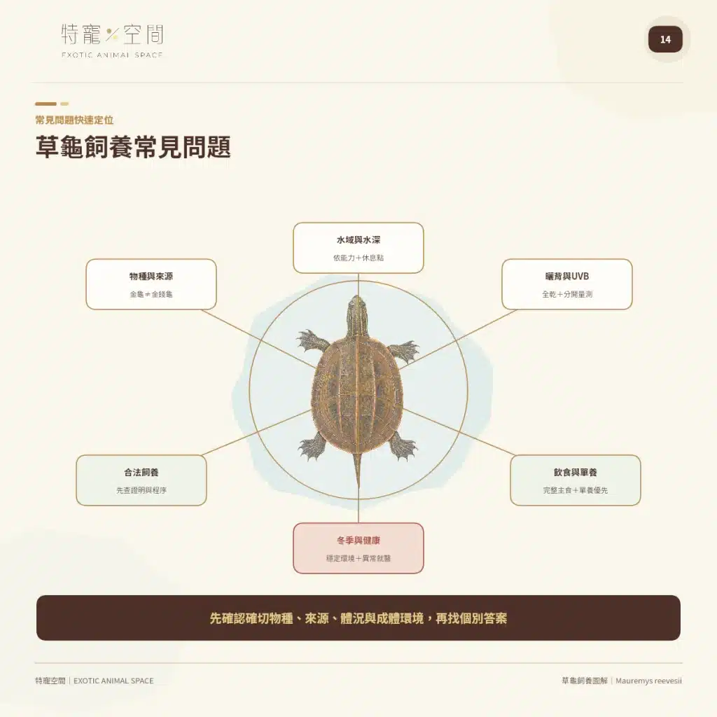 14 GRASS TURTLE CARE FAQ