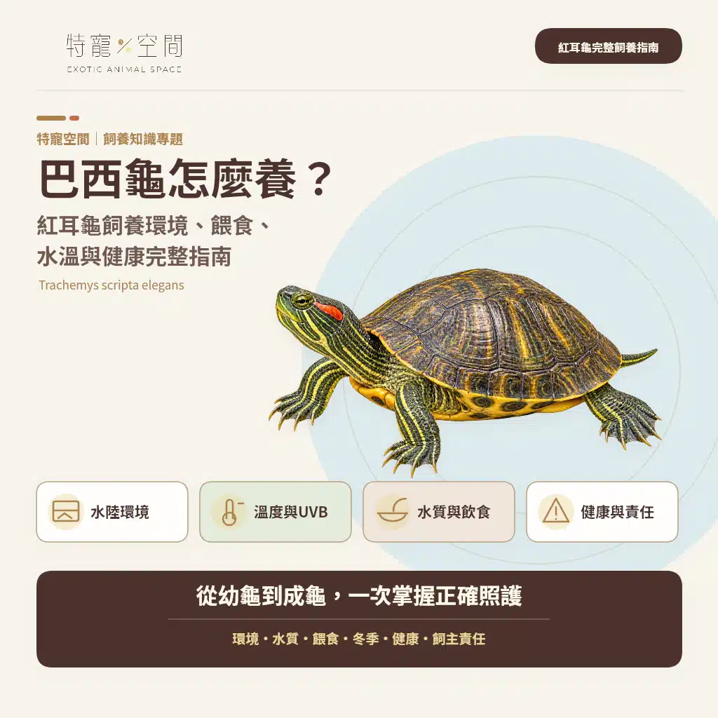 巴西龜