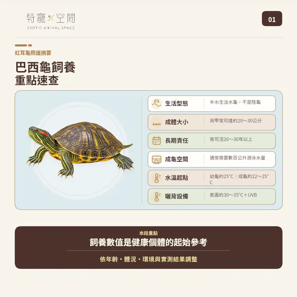 巴西龜重點說明