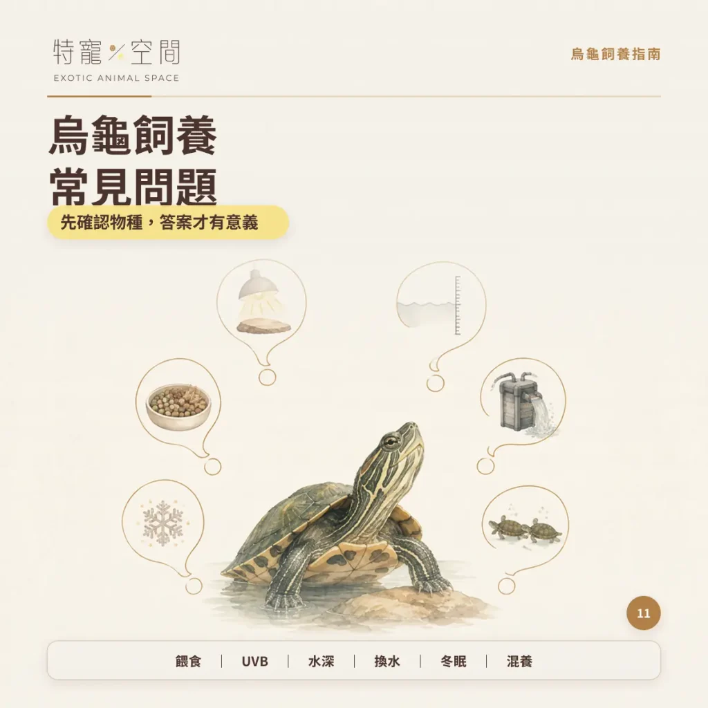 TURTLE CARE FAQ