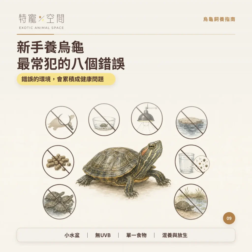 TURTLE CARE MISTAKES