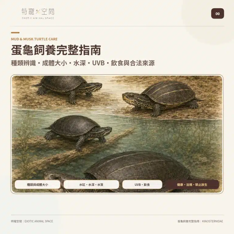 蛋龜介紹