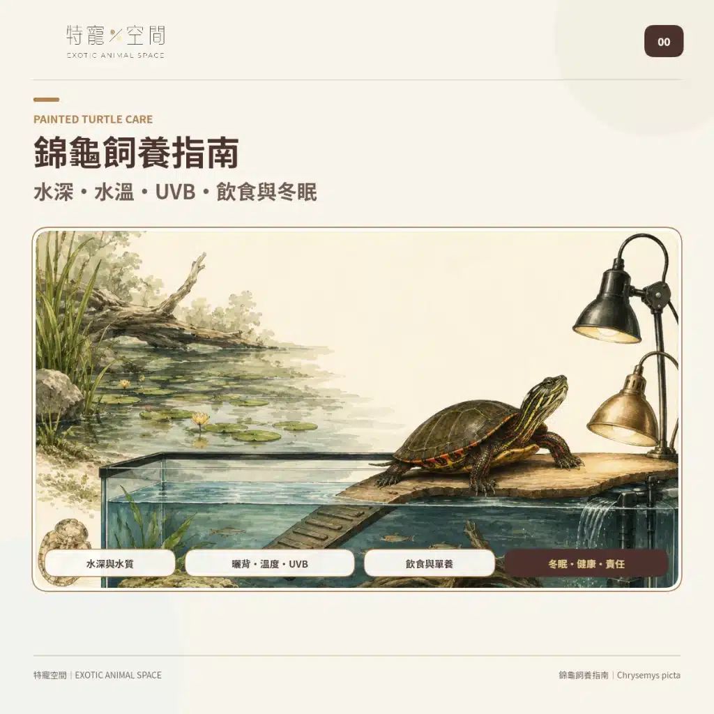 錦龜封面圖