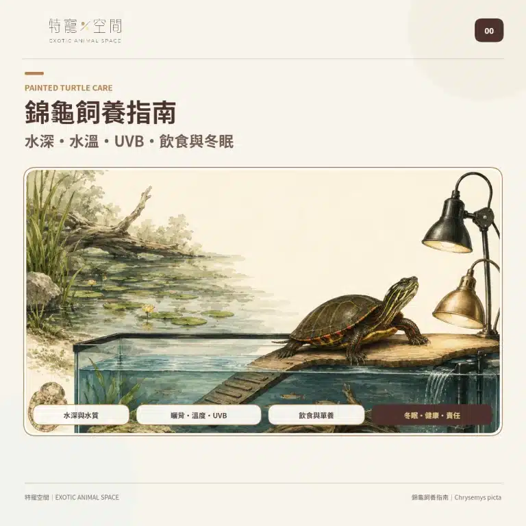 錦龜封面圖