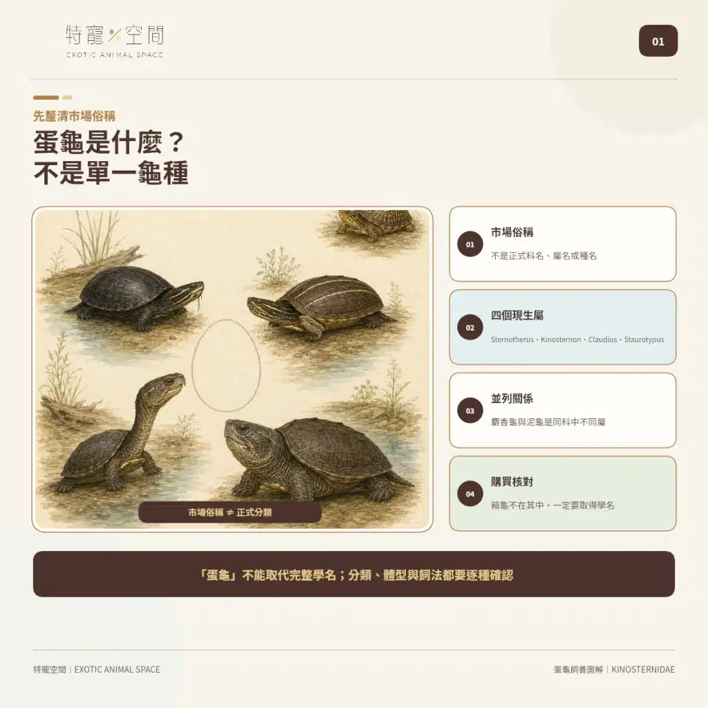 「蛋龜」不是一種龜!成體從10到25公分都有,水深、混養方式差很大 蛋龜是什麼?
