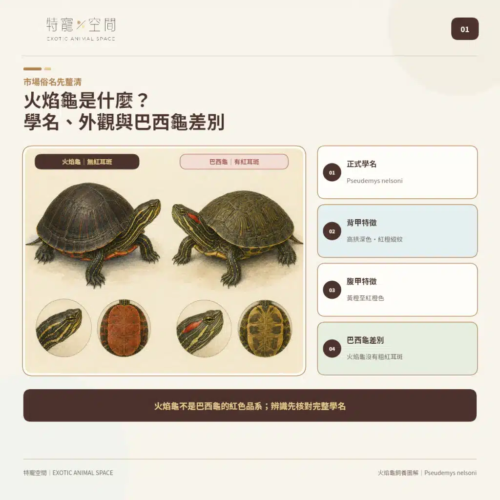 火焰龜飼養指南:成體大小、水溫、UVB與餵食細節掌握才能避免疾病 01 FIRE TURTLE IDENTIFICATION VS SLIDER