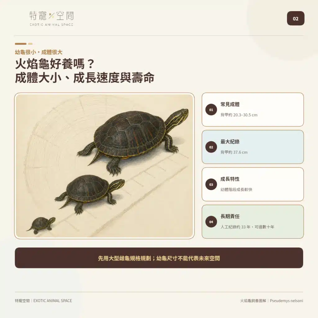 火焰龜飼養指南:成體大小、水溫、UVB與餵食細節掌握才能避免疾病 火焰龜好養嗎?