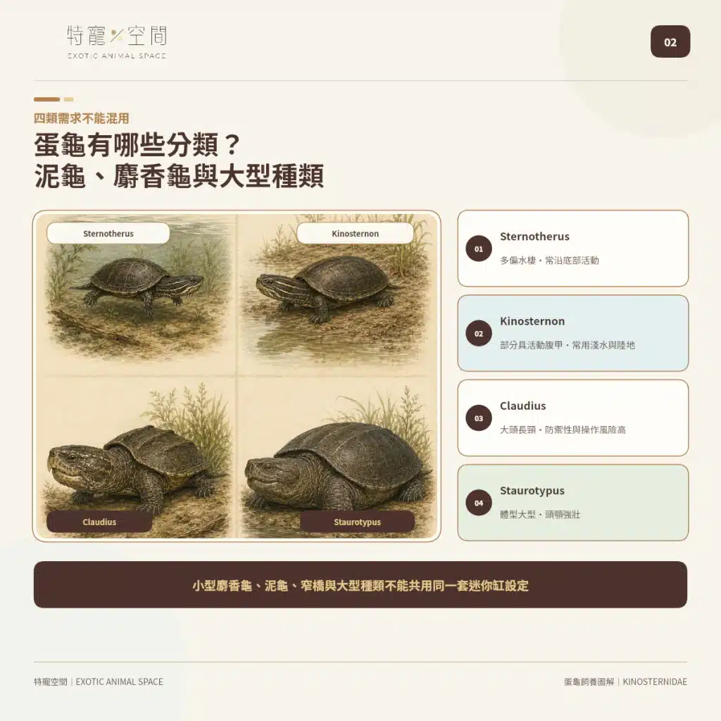 「蛋龜」不是一種龜!成體從10到25公分都有,水深、混養方式差很大 02 MUD MUSK TURTLE GROUPS