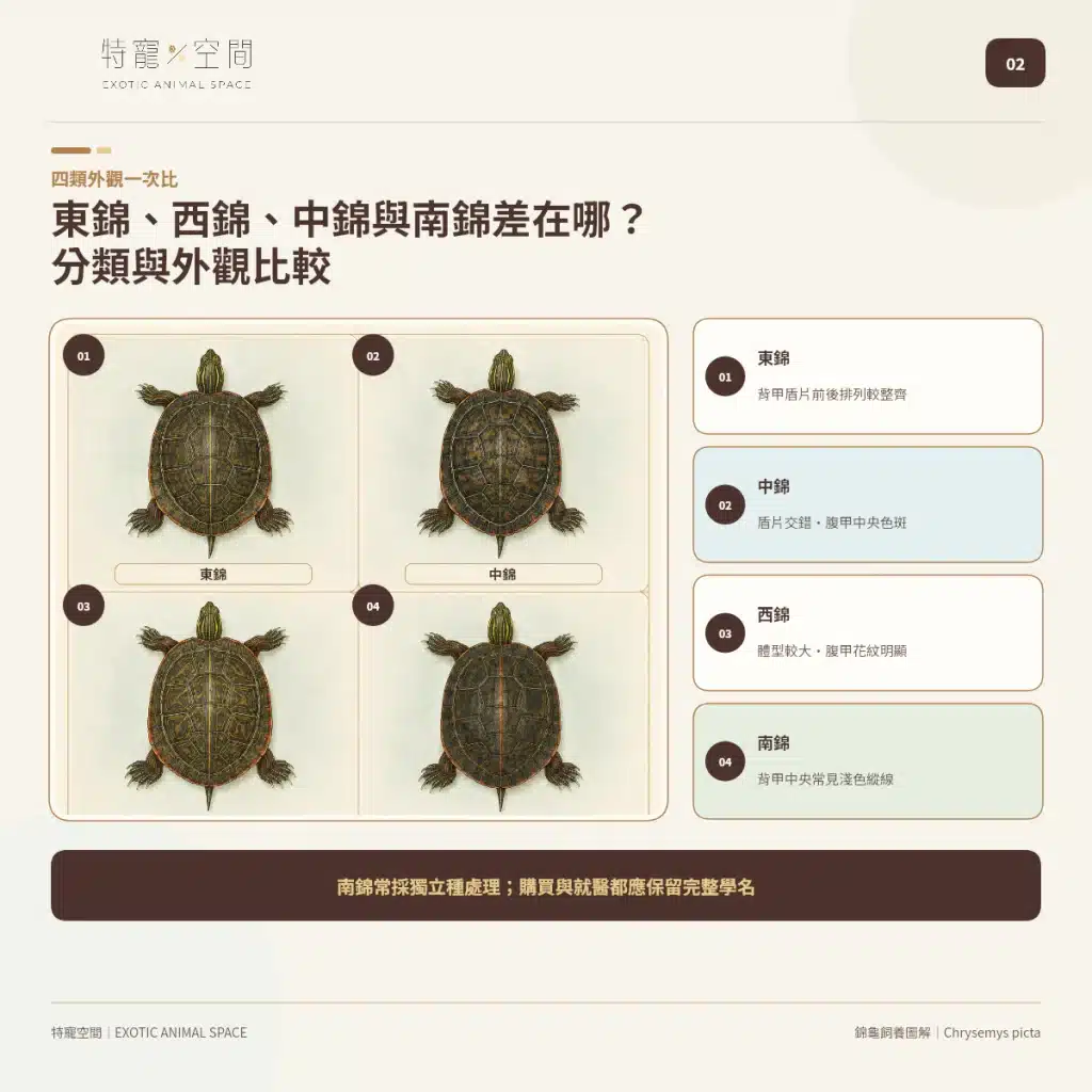 02 PAINTED TURTLE TYPES COMPARISON
