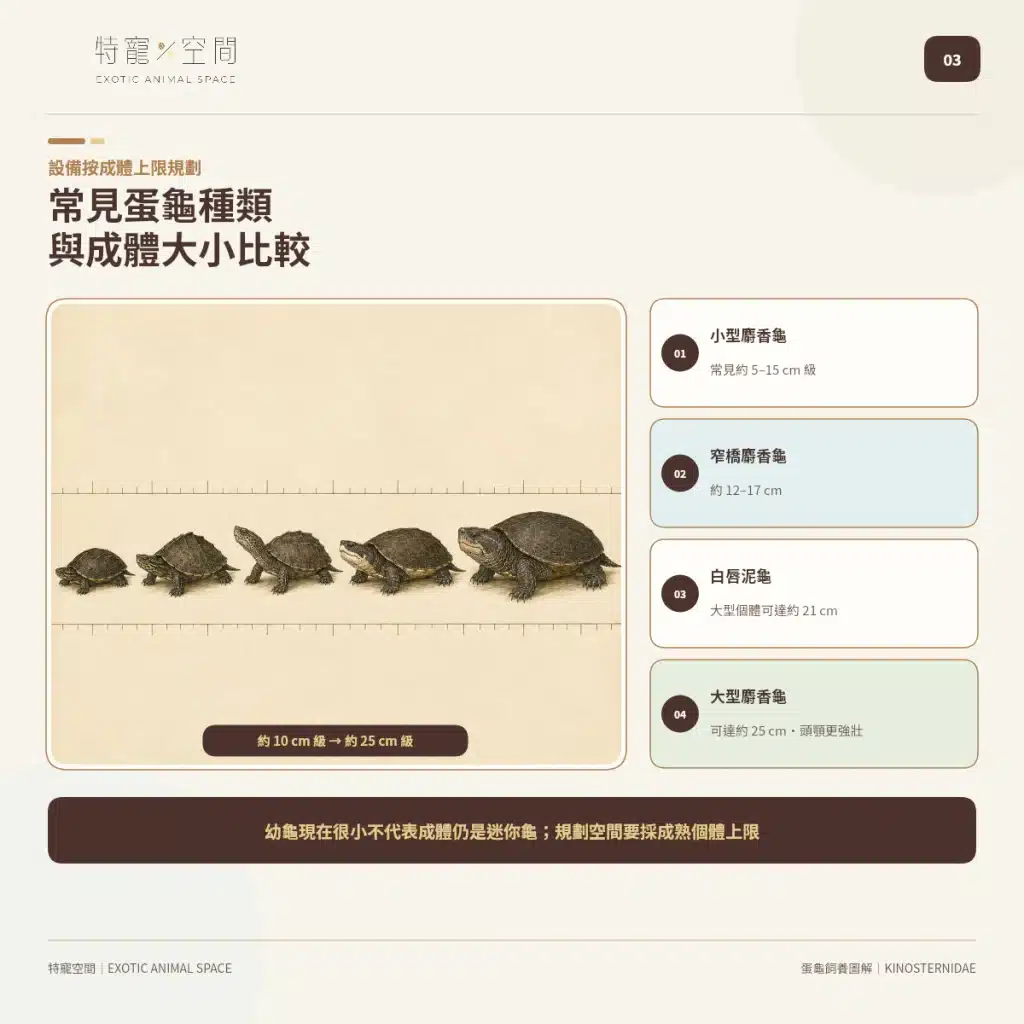 「蛋龜」不是一種龜!成體從10到25公分都有,水深、混養方式差很大 03 EGG TURTLE ADULT SIZE COMPARISON
