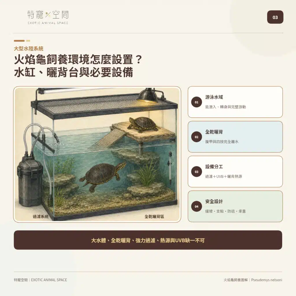 火焰龜飼養指南:成體大小、水溫、UVB與餵食細節掌握才能避免疾病 03 FIRE TURTLE ENCLOSURE SETUP