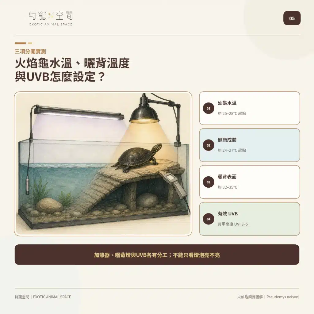 火焰龜飼養指南:成體大小、水溫、UVB與餵食細節掌握才能避免疾病 05 FIRE TURTLE TEMPERATURE UVB