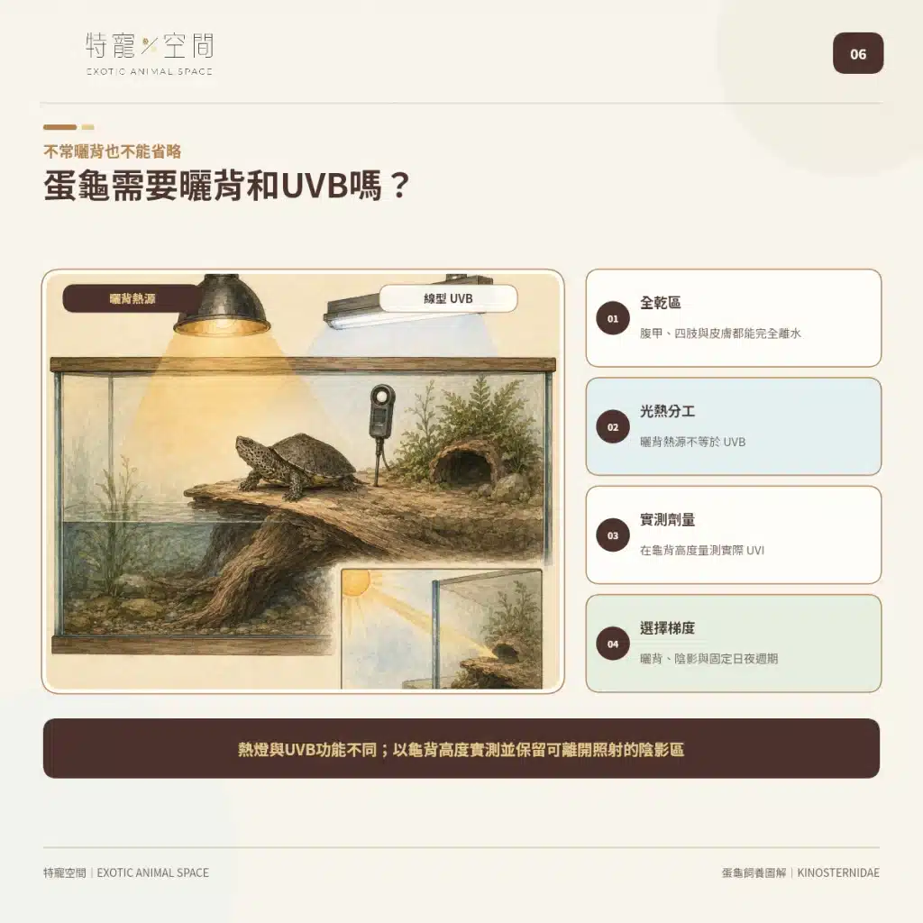 「蛋龜」不是一種龜!成體從10到25公分都有,水深、混養方式差很大 06 EGG TURTLE BASKING UVB