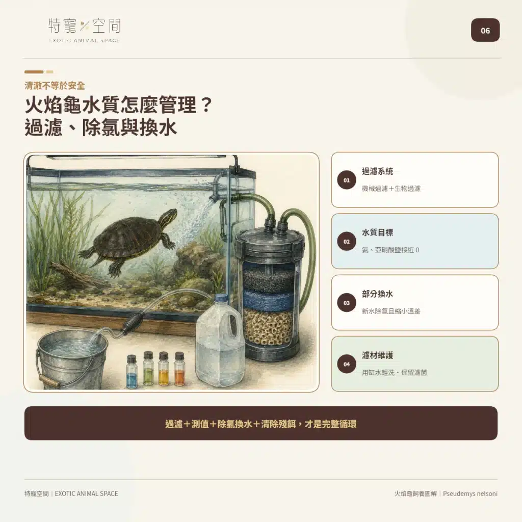 火焰龜飼養指南:成體大小、水溫、UVB與餵食細節掌握才能避免疾病 06 FIRE TURTLE WATER QUALITY