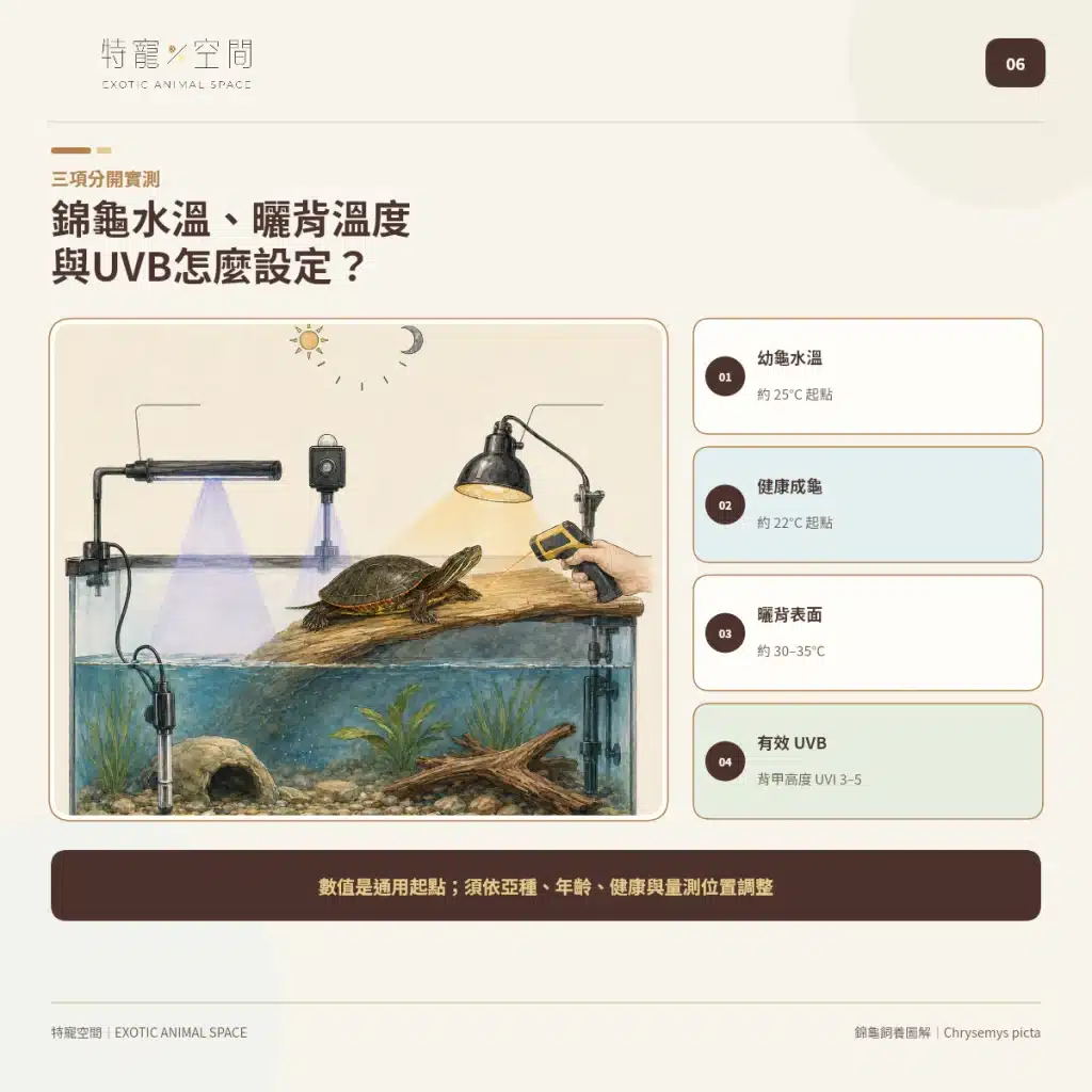 06 PAINTED TURTLE TEMPERATURE UVB