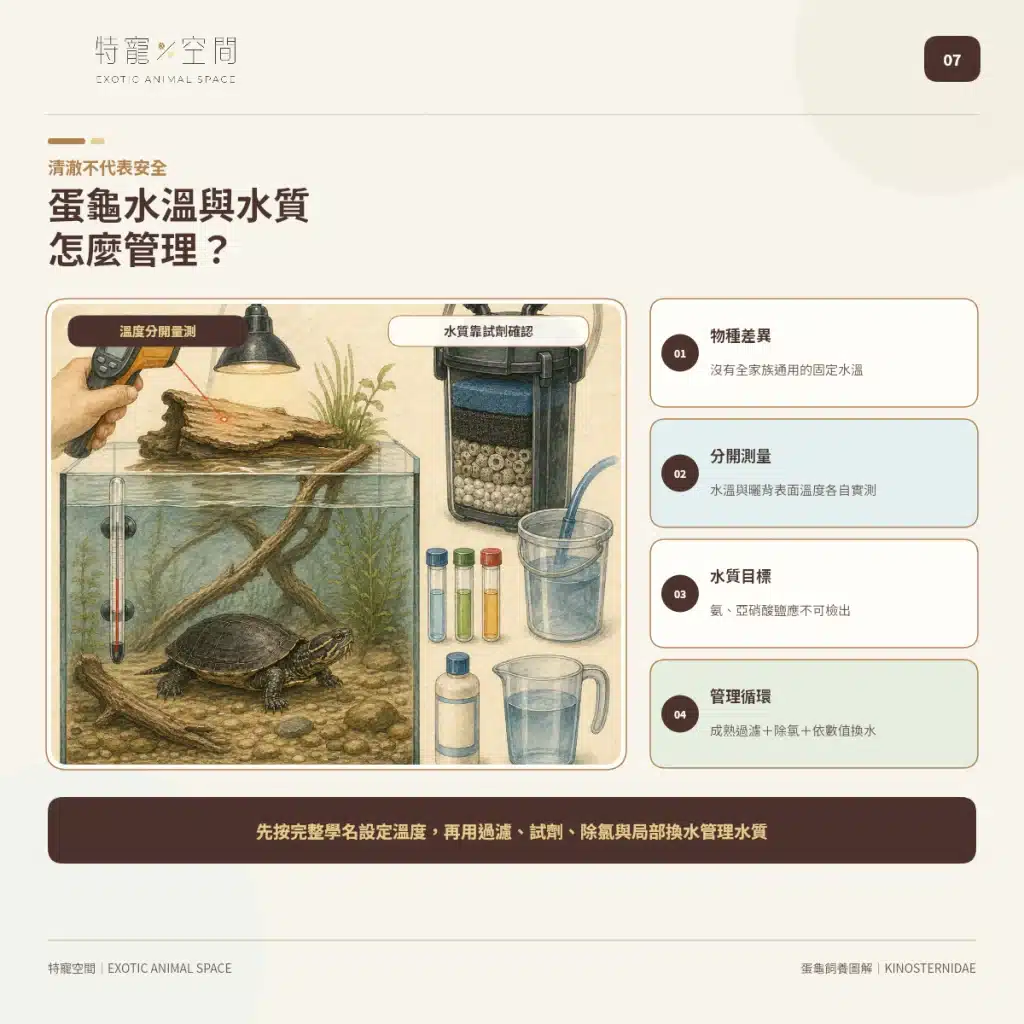 「蛋龜」不是一種龜!成體從10到25公分都有,水深、混養方式差很大 07 EGG TURTLE TEMPERATURE WATER QUALITY