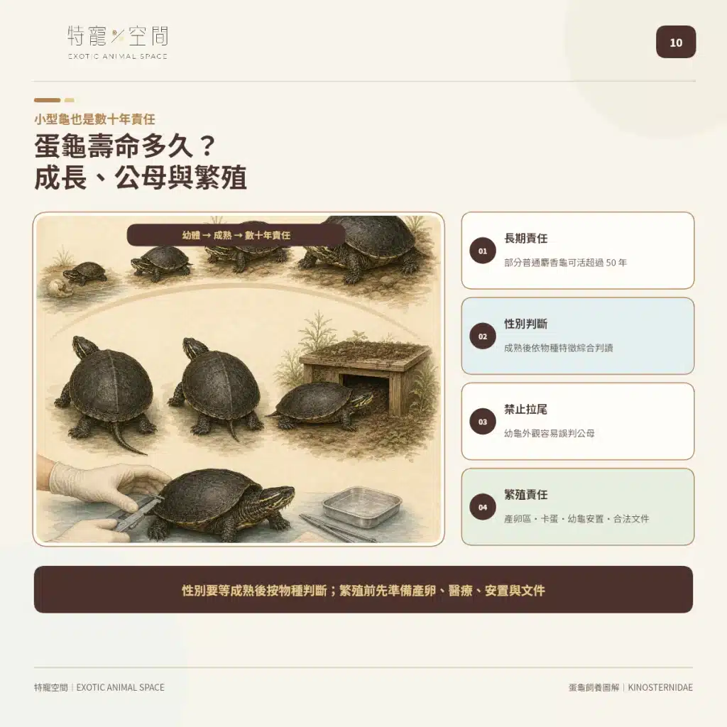 「蛋龜」不是一種龜!成體從10到25公分都有,水深、混養方式差很大 10 EGG TURTLE LIFESPAN SEX REPRODUCTION